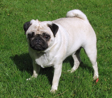 2.5-year-old fawn male pug